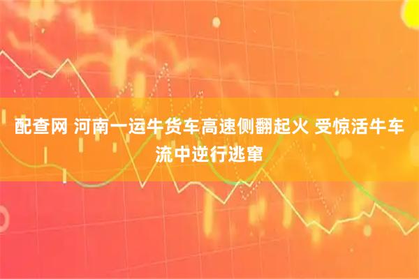 配查网 河南一运牛货车高速侧翻起火 受惊活牛车流中逆行逃窜